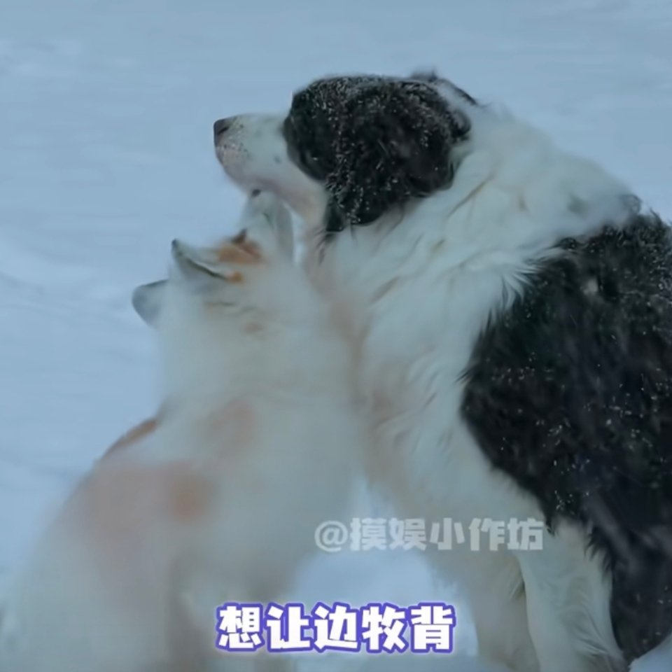 代芽詹还是代芽冬都好好吃哦……狐狸芽芽和他精明却非要栽在他身上的边牧老婆