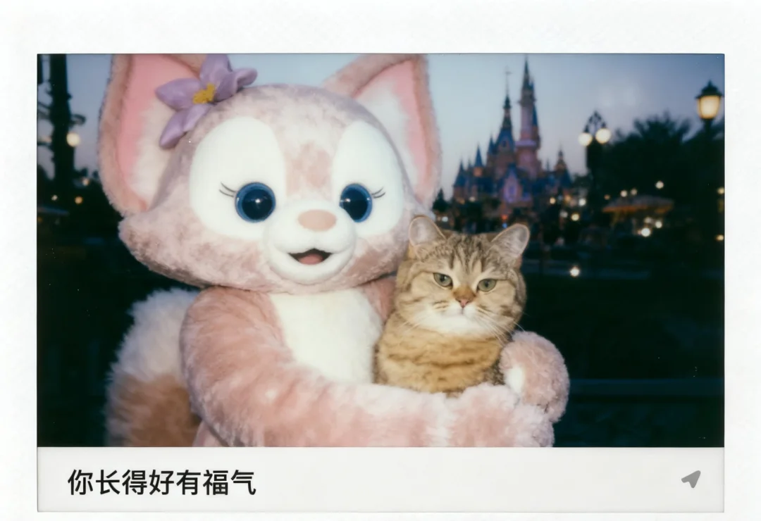 为什么猫猫不开心