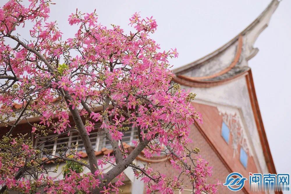 #花开了来福建遇见五彩斑斓的秋#金秋十月，福建泉州迎来了斑斓的季节，灿若烟霞的异