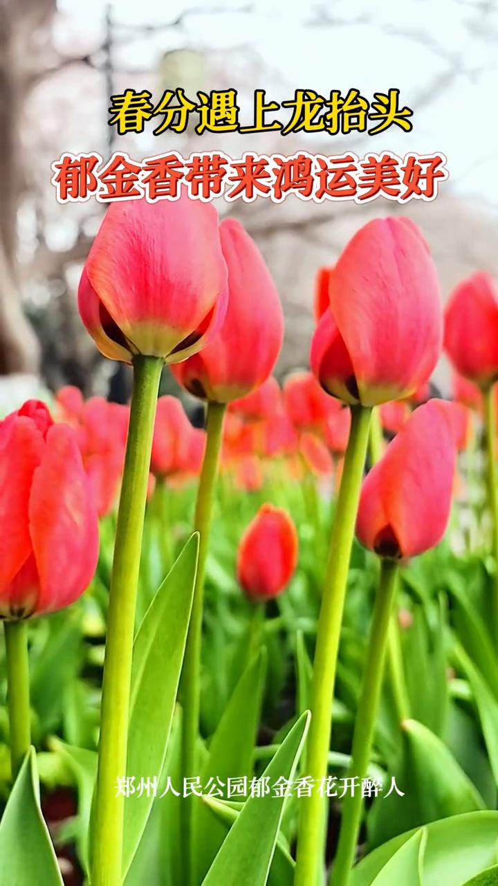 春分遇上龙抬头，郁金香带来鸿运美好。
郑州人民公园郁金香花开醉人。