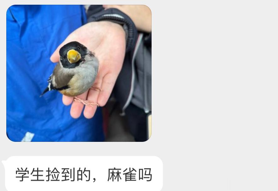 头大大的【黑尾蜡嘴雀】撞玻璃可能性很大，让它休息会就好 ​​​