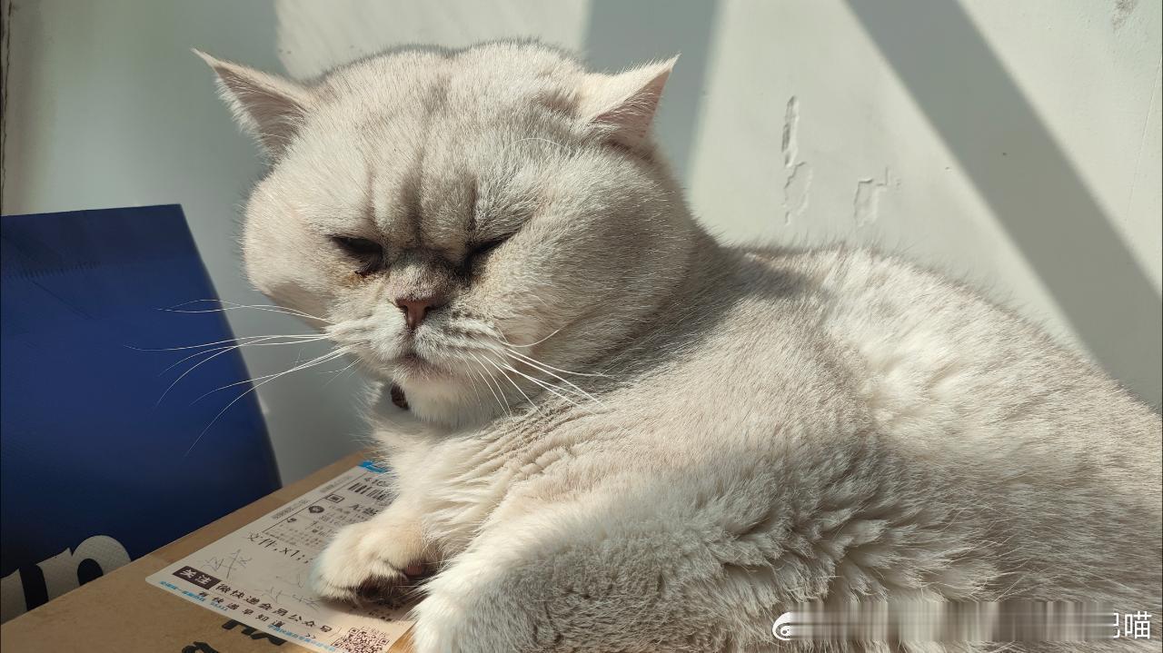 49558【丑猫】如此震撼的图居然是此猫的日常。 