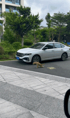 狗生如戏，全靠演技！狗子界的奥斯卡影帝，非它莫属！