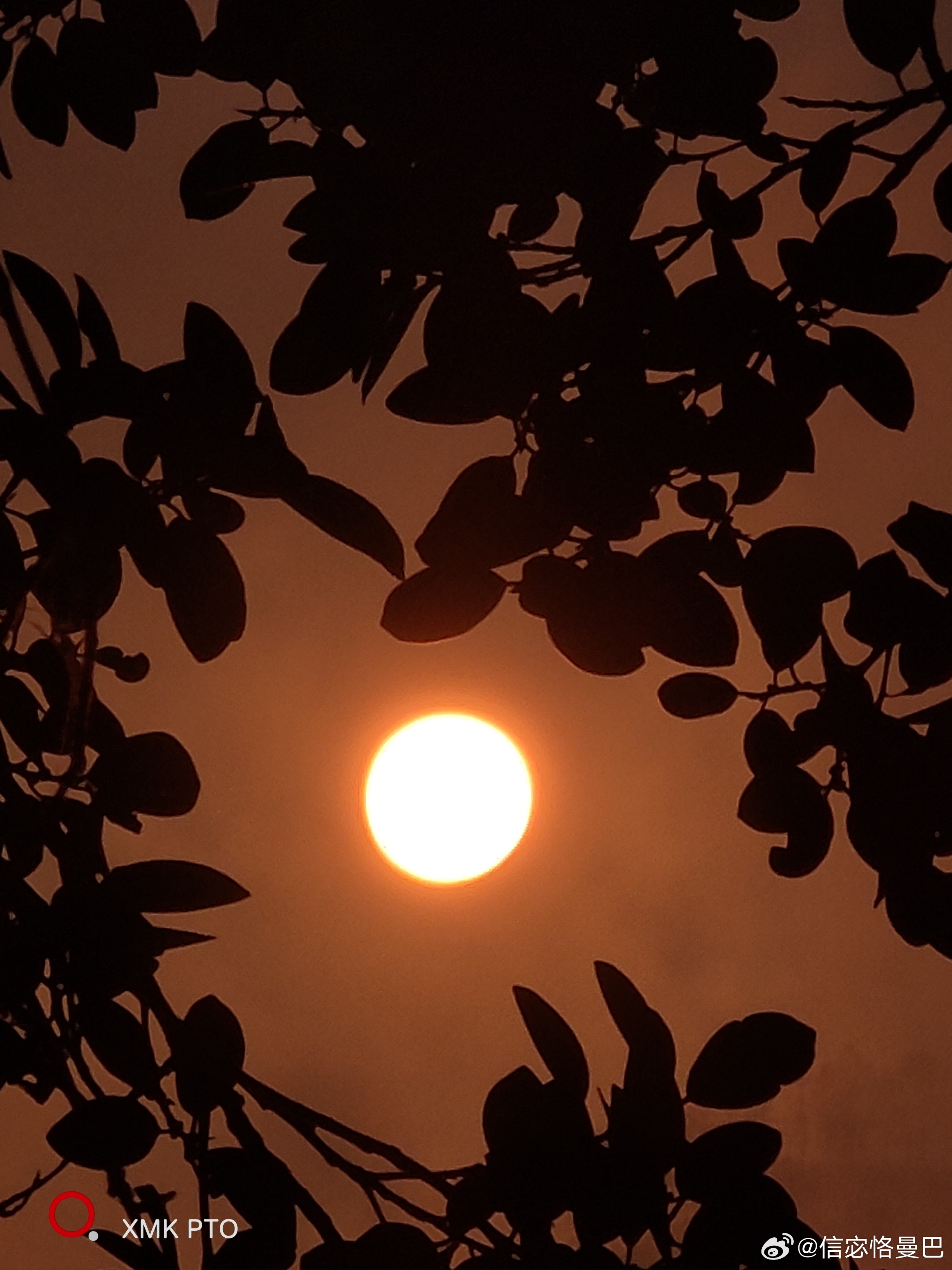 《晓日映枝》金轮初涌破晓烟，丹霞染尽半江天。疏枝剪影横斜处，漏得清辉满叶鲜。诗意