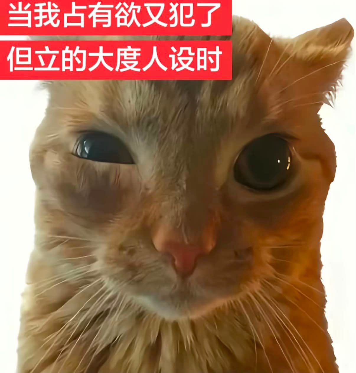 我好难受meme