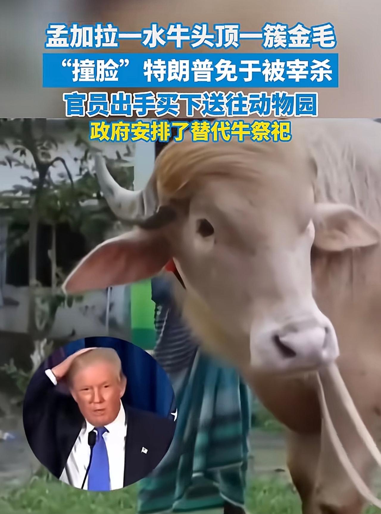 牛界“特朗谱”，孟加拉这头水牛真是太幸运，只因头上一缕侧分金黄色毛，直接撞脸“特