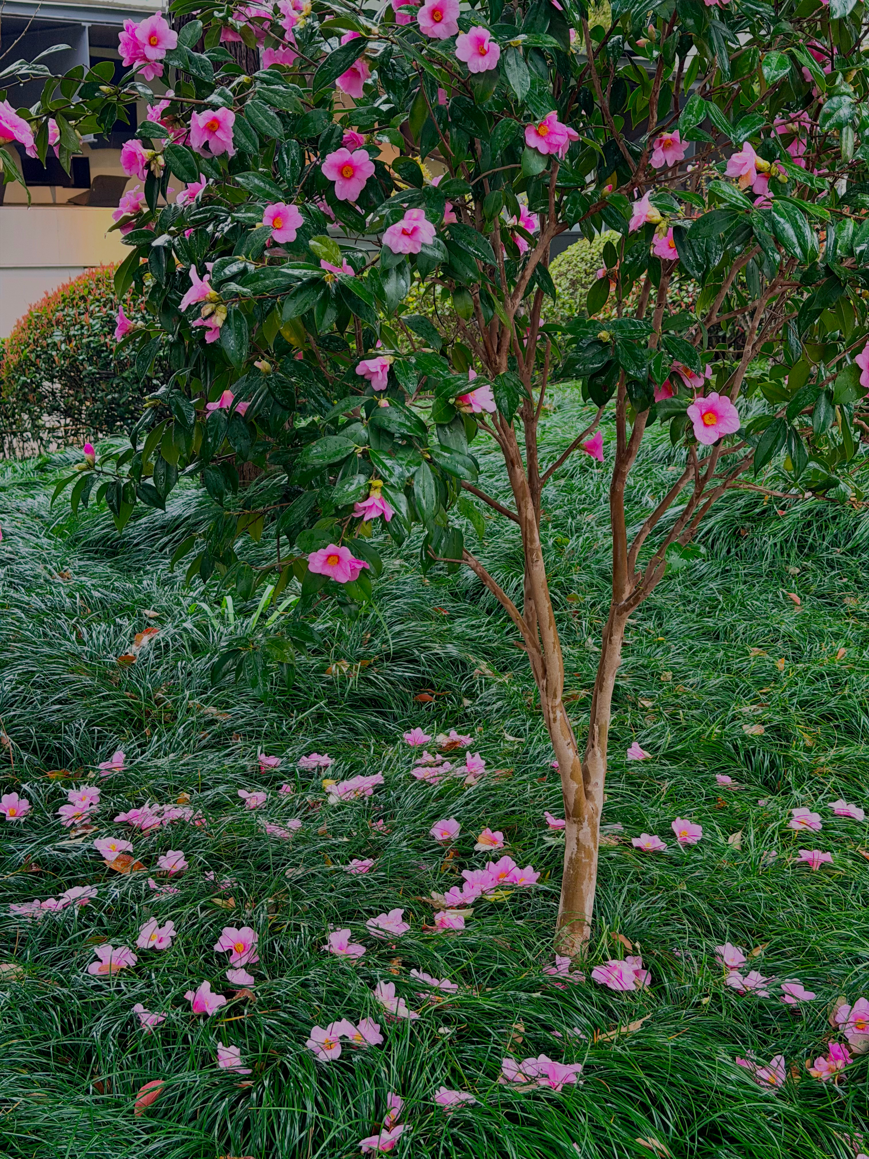 独食有独食的快乐聚餐有聚餐的欢愉蹭饭开心🥳 