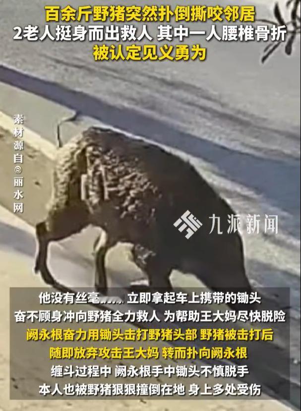 2025年11月22日早上8时许，大东坝镇茶排村村民王大妈在家门口晒太阳，一头百
