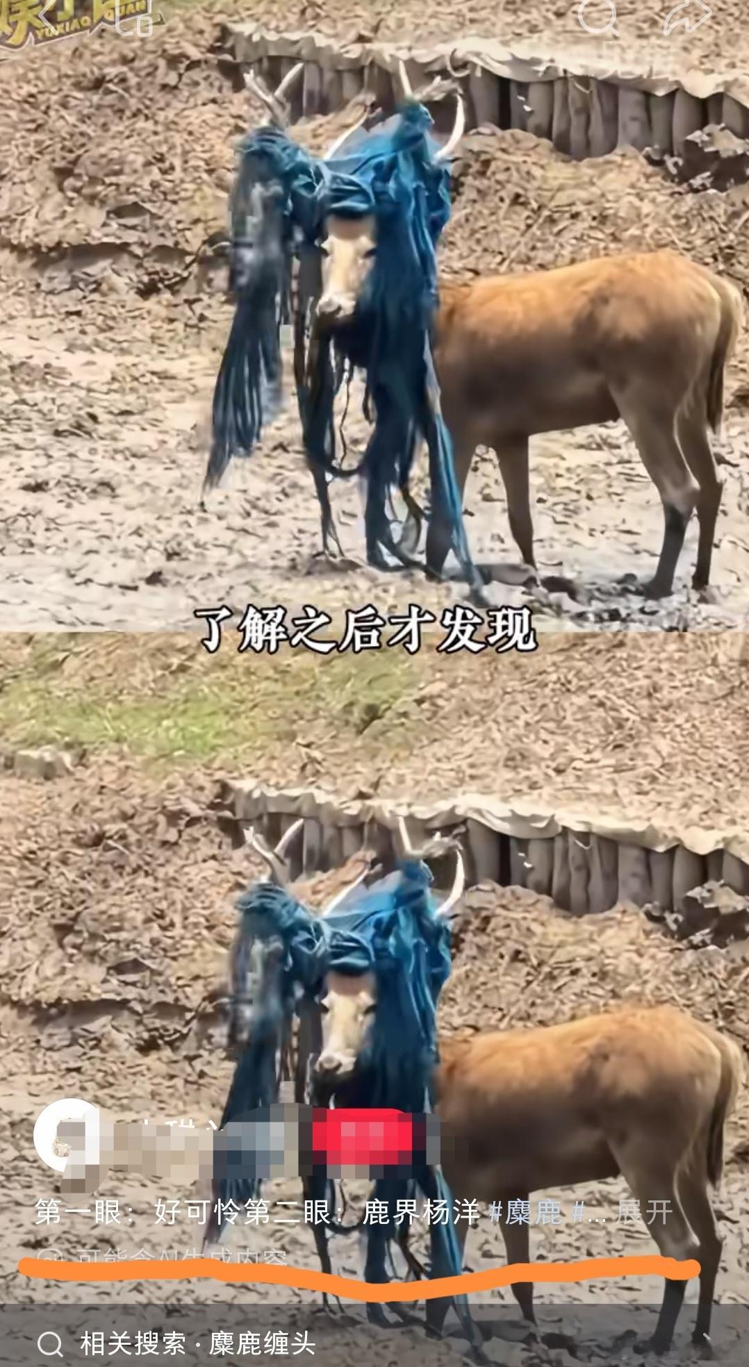 鹿界杨洋？刚粉上那两年，杨洋！嘿嘿！杨洋！嘿嘿！杨洋两个字是心怦怦跳是动词…喜欢