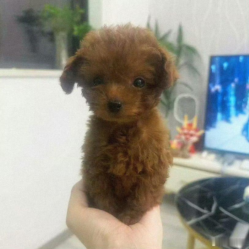 时间的见证是你们一起养大的小狗🥺 