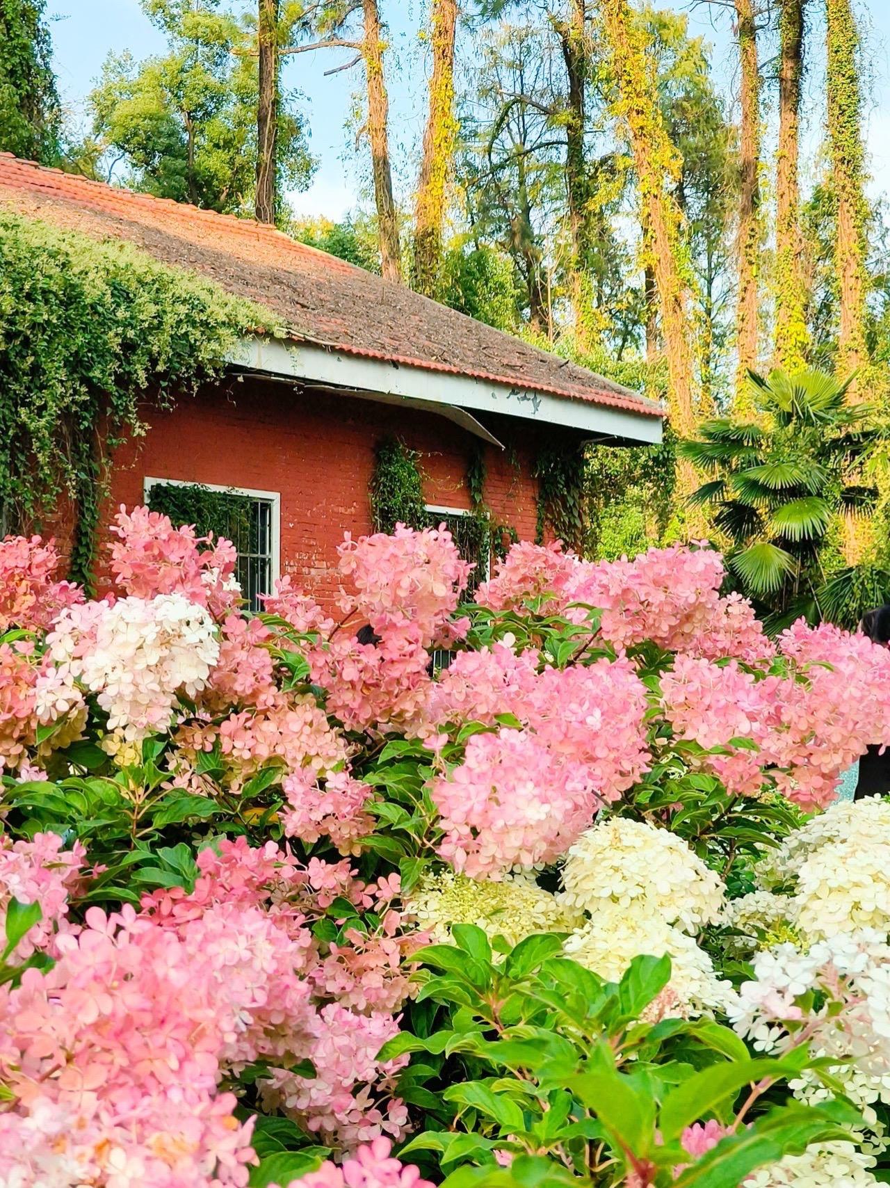 秋天的武汉植物园，真的美得不像话！都11月了，武汉植物园居然还能把莫奈...