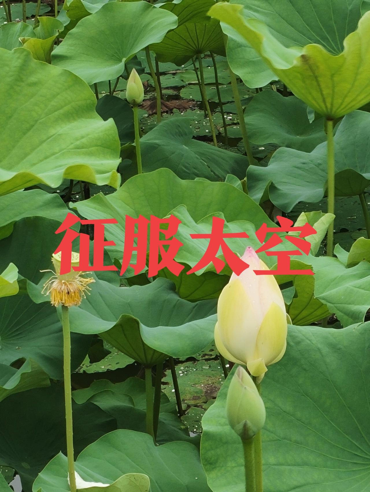 是美国的聪明、还是特朗普的睿智
伊朗战争，忽然就停止了！
中东的和平还会不会继续