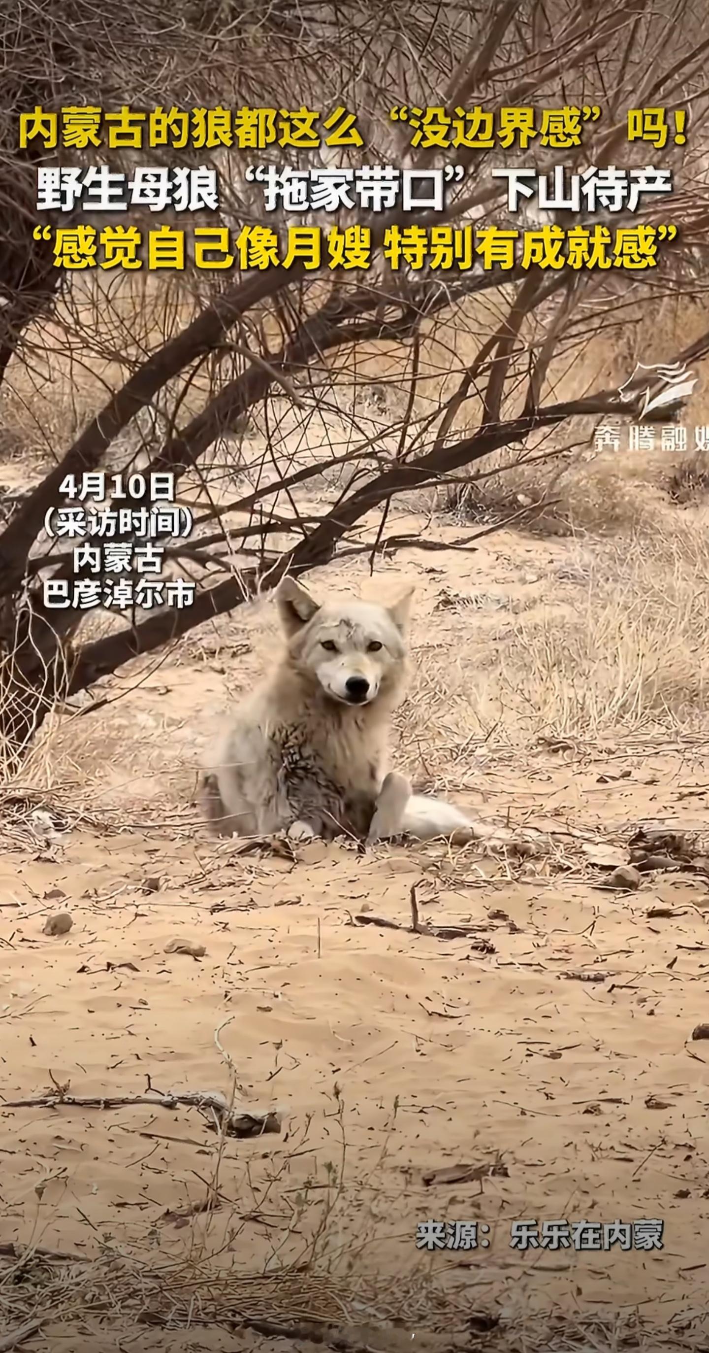 野生母狼怀孕后主动到保护站待产，突然觉得emmm…工作人员以后简历可以写：擅长跨