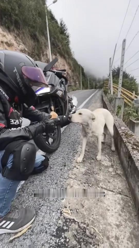 流浪狗一面之缘。
男子在荒无人烟的公路上发现一只狗狗在流浪，停车后男子决定把自己