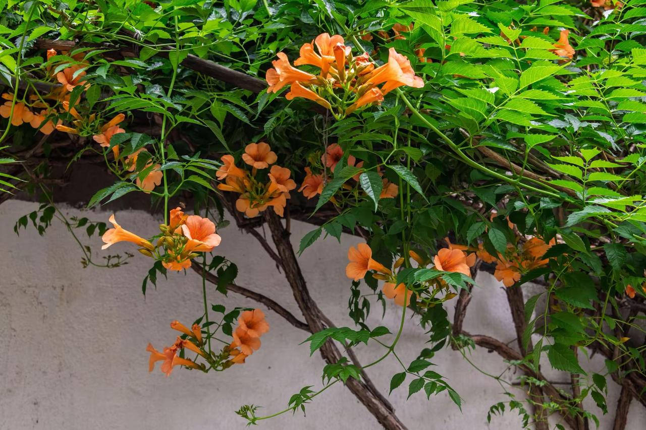 苏州皇费基凌霄花。苏州皇费基凌霄花橙红凌霄花 一草一花皆成趣