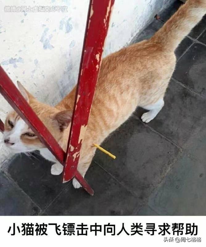 小猫被飞镖🎯击中向人类寻求帮助
