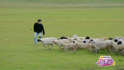 柯淳抓羊都用霸总语录 天呐！赵柯淳在《一路繁花2》的赶羊现场简直绝了！他窜得比牧