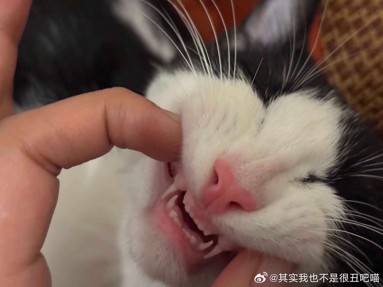 49813【丑猫】检查牙齿 