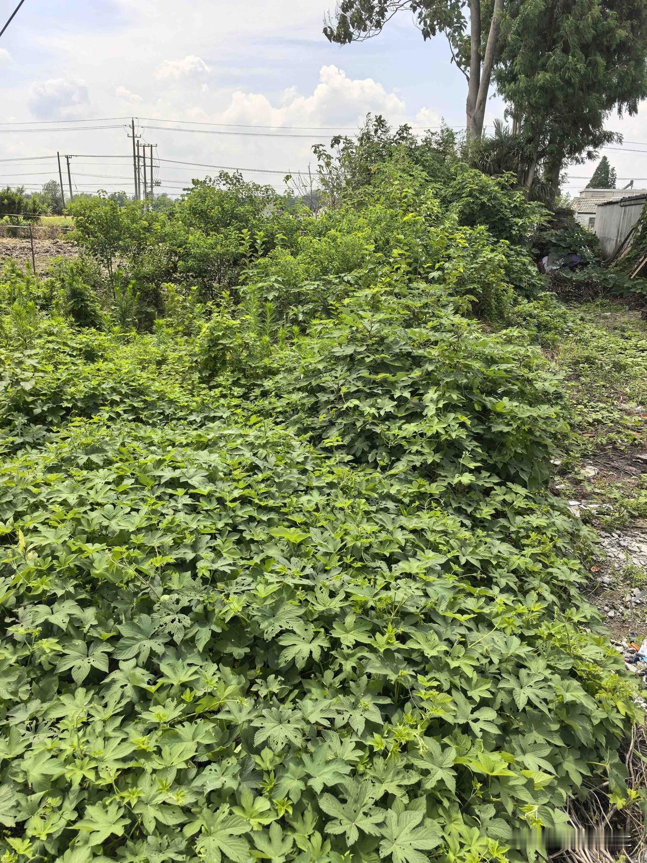 【盐城泾口村拆迁留荒成隐患，几百平米杂草怎就难倒村委会？】盐城市盐都区秦南镇泾口