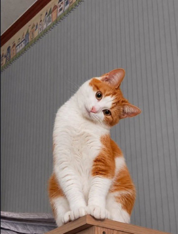 🐈🐈⬛ 