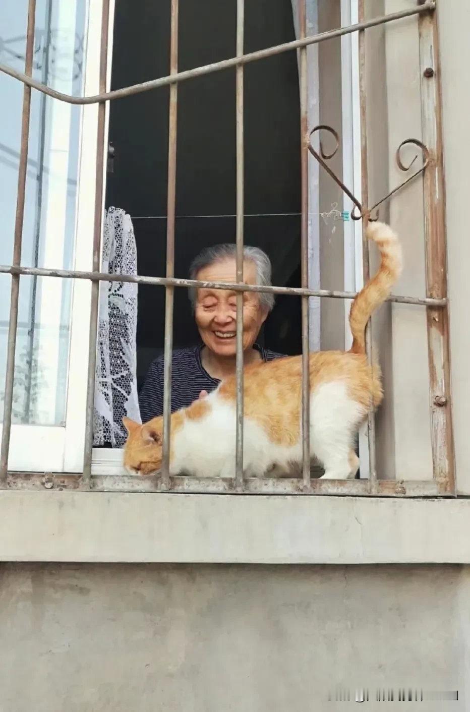 看奶奶在喂流浪猫，心都融化了……住在一楼的奶奶特别喜欢猫猫，每天清晨和傍晚，她都