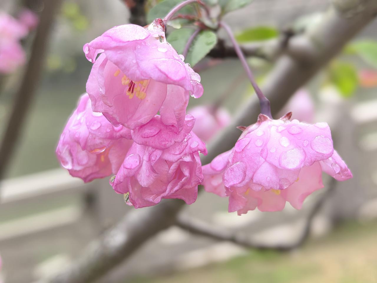 [微风]卜算子·春露海棠

轻露凝香坠，柔风拂海棠。
半树嫣红染晓光，浅韵藏春漾