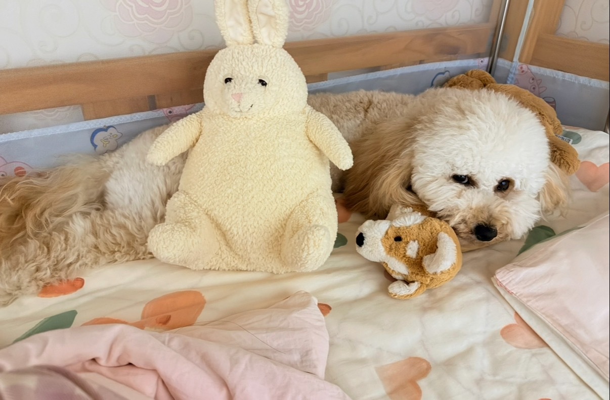 你送的Jellycat我给狗了 