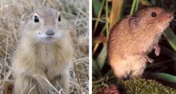 1956年，科学家将一只公鼠与5只母鼠放在一起，发现公鼠会与所有母鼠繁衍后代，然