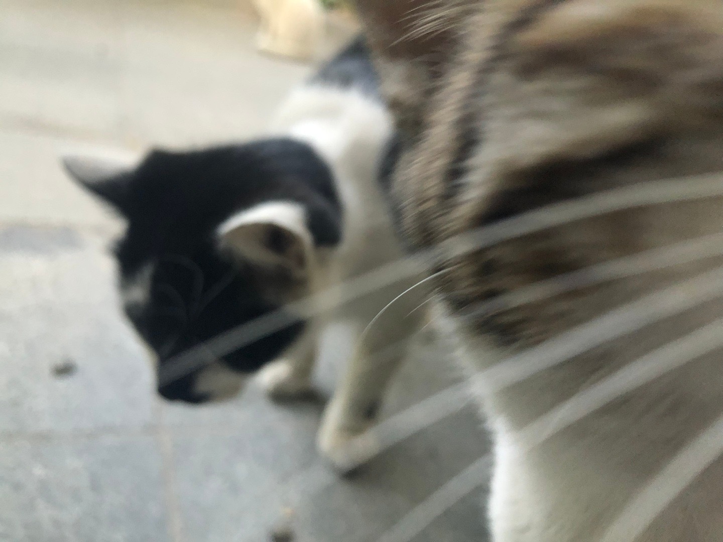 今天的幸运小猫 