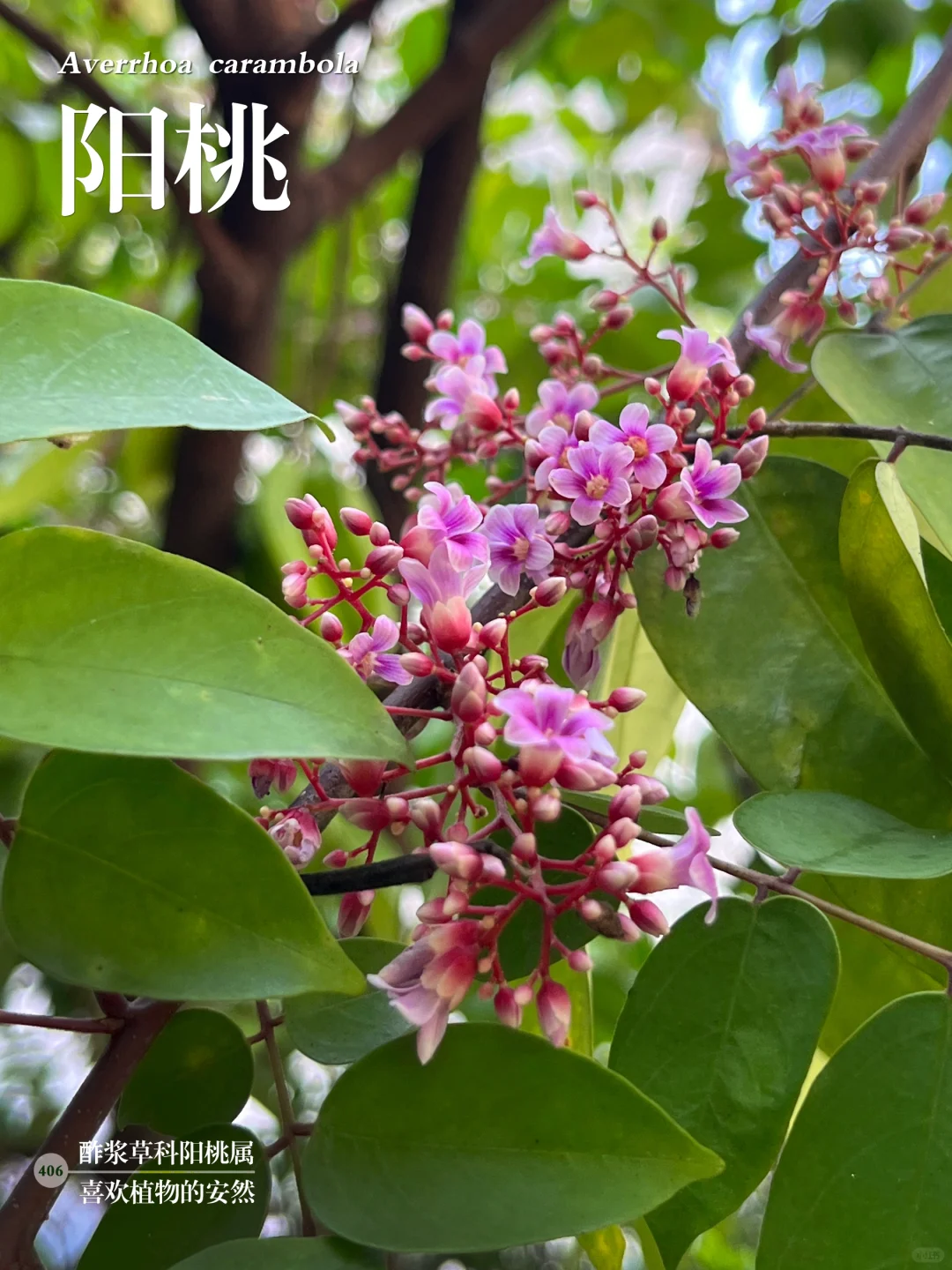 福州植物打标406｜星星果———阳桃