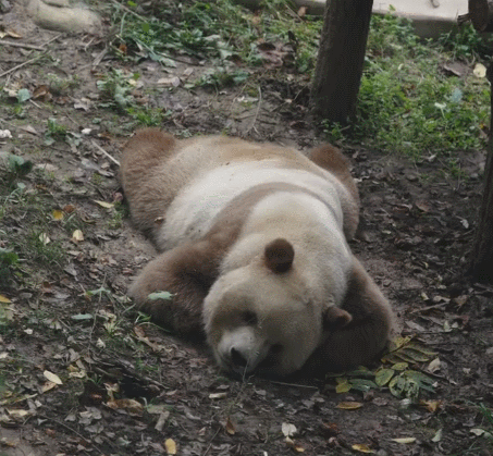 地上躺了好大一滩大熊猫🐼好像巧克力雪糕化了[馋嘴]#大熊猫七仔# ​​​