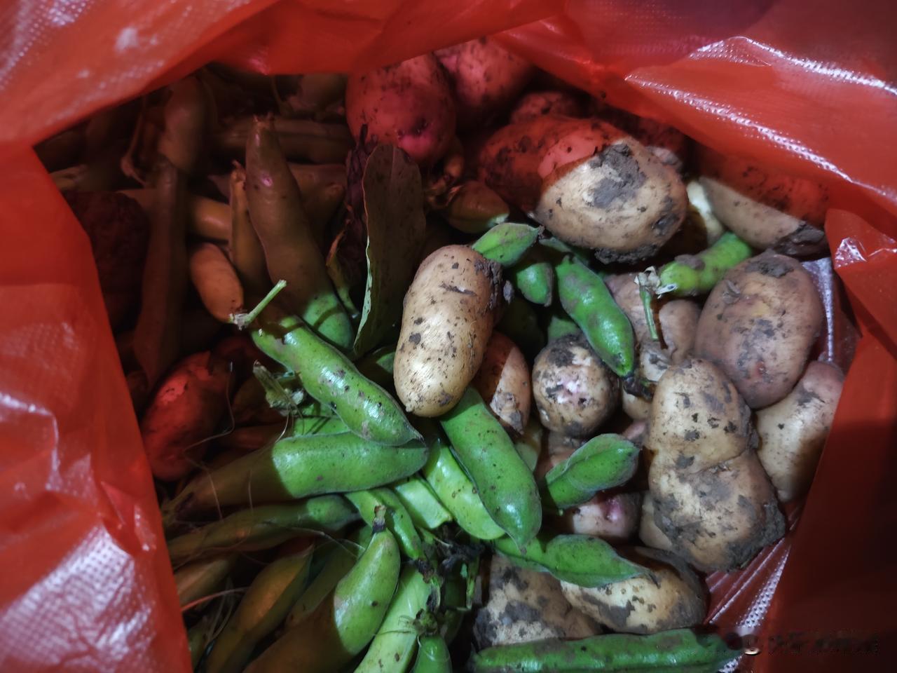 老家种的土豆，别说还真是挺好吃
不过胡豆就没几个人喜欢了
这个季节就是吃这些蔬菜