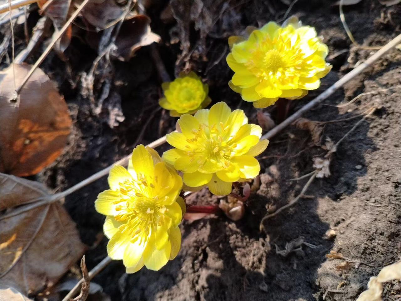 与痛风斗争的历程180
 
   早上起床，右膝盖依旧带着轻微的痛感与不适感，右