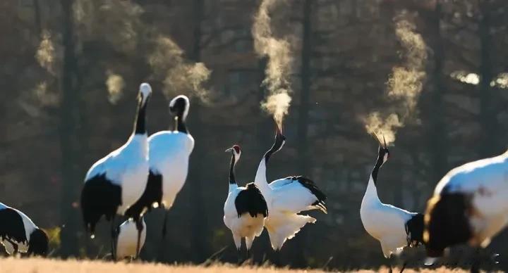 终于知道为啥叫仙鹤了。自带仙气儿，能不是仙鹤吗[思考]