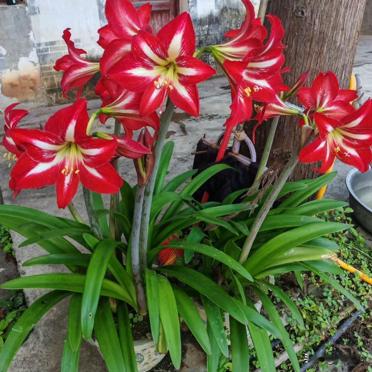 分享一张你拍的花，什么花都行庭院里的朱顶红热烈绽放，红白相间格外惊艳，静静盛开，