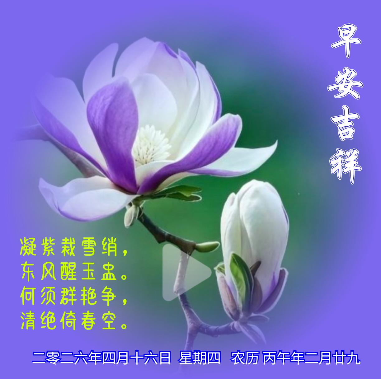 《玉兰花》
凝紫裁雪绡，
东风醒玉盅。
何须群艳争，
清绝倚春空。