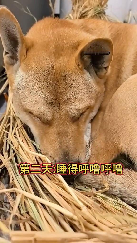 霸总田园犬小虎和管家。
第一天：委屈巴巴。第二天：睡得呼噜呼噜。第三天：床铺散架