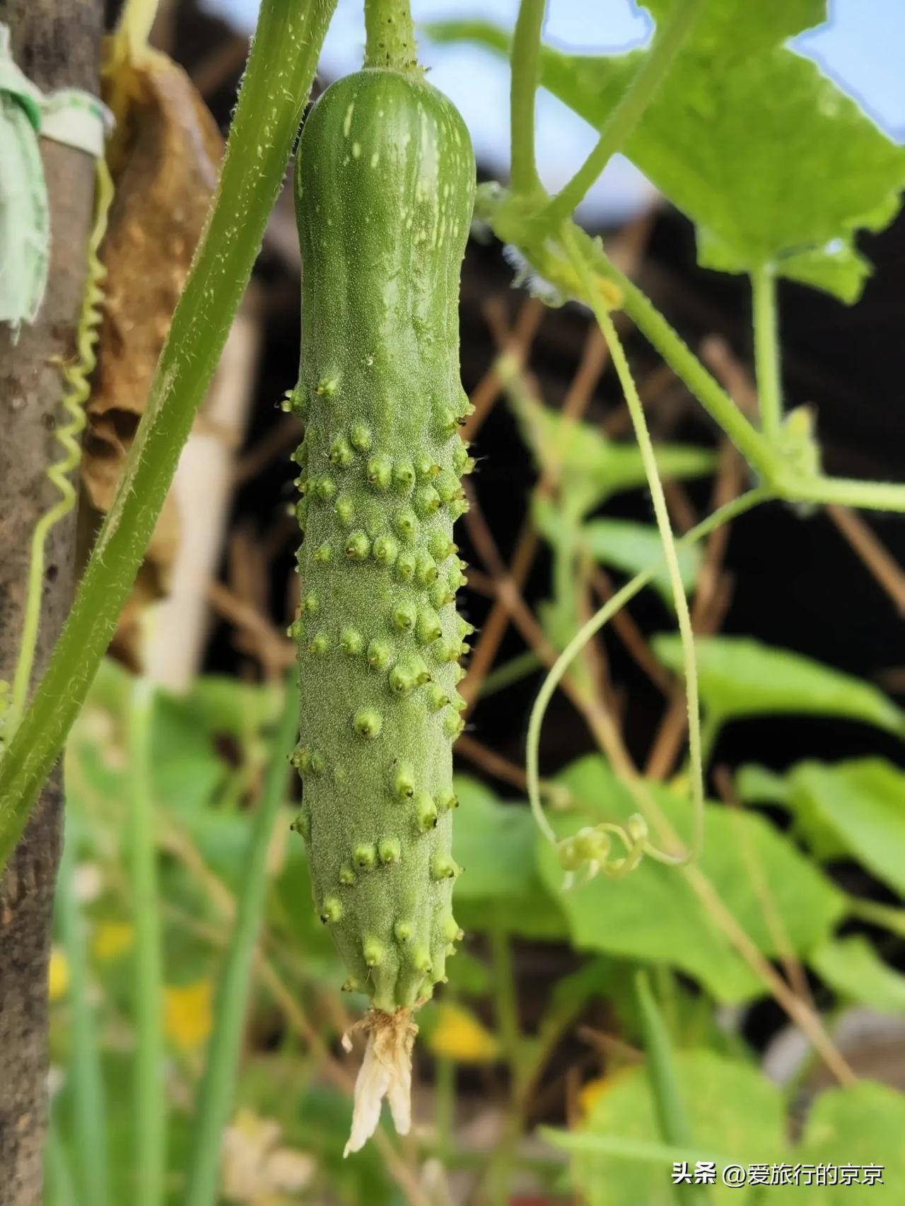 如果吃这个算是“吃草”，你会喜欢吃吗
