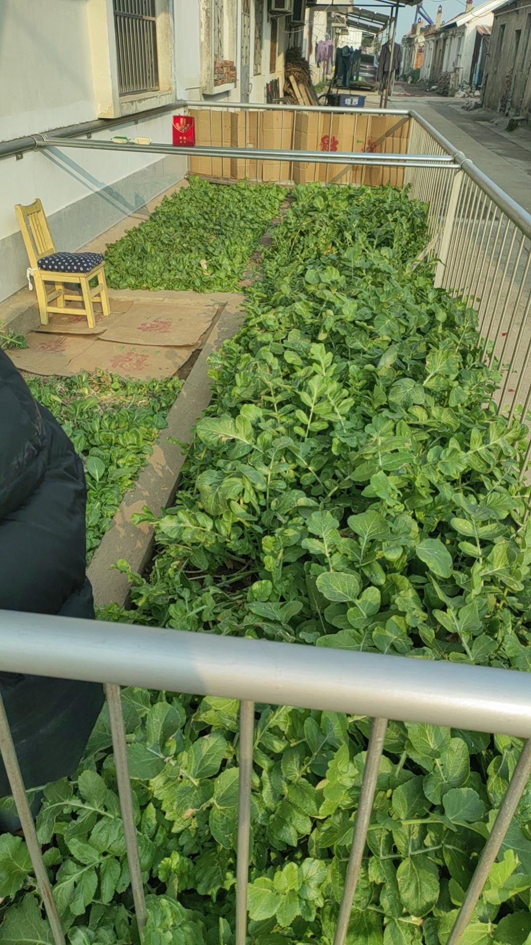 冬日生活打卡季老家里到处都是有机蔬菜，绿绿的，嫩嫩的，随便炒炒，都好吃，中午搞两