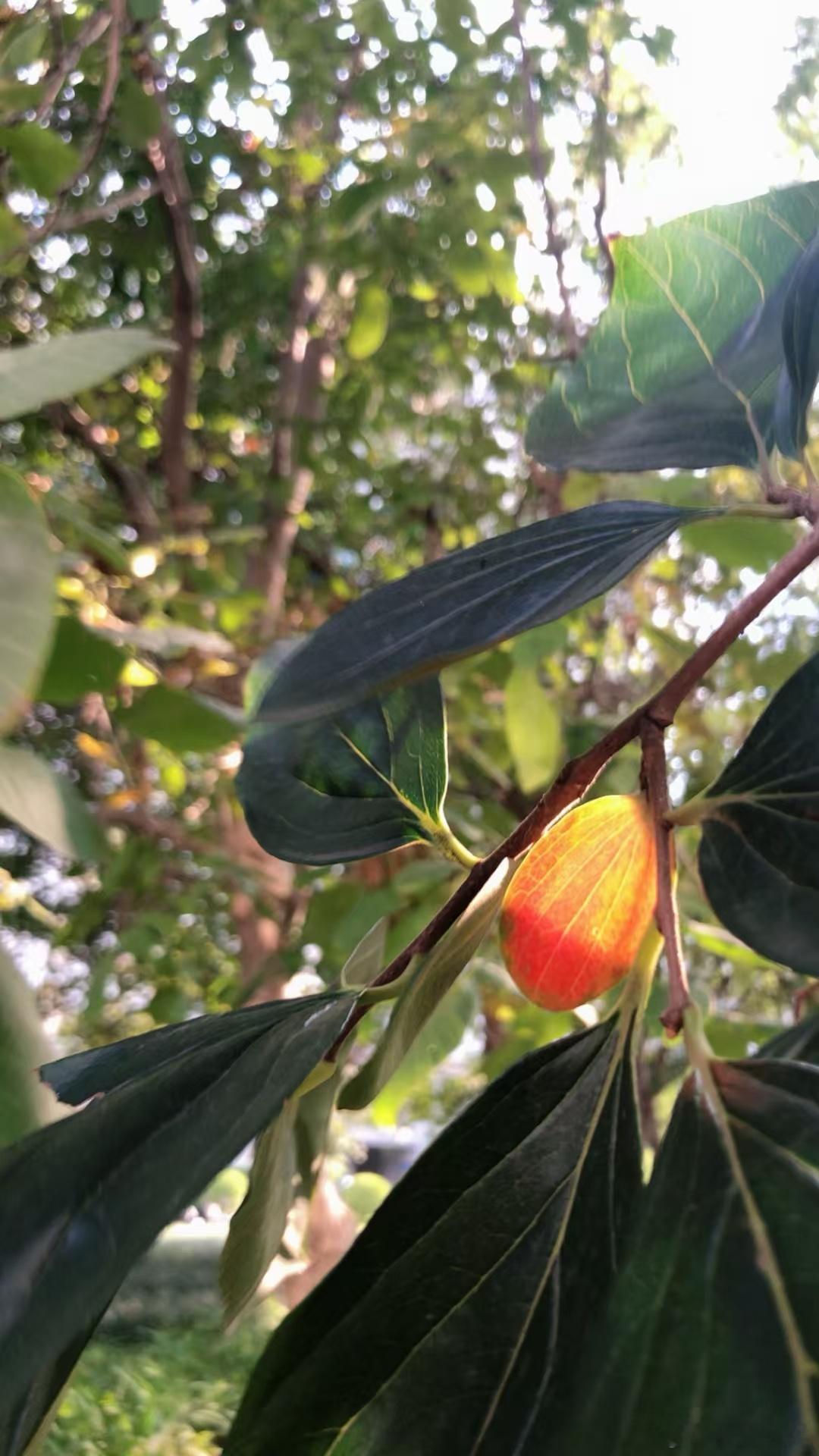 不同的土壤长出不同的植物庄稼；不同的种子发育成不同的农作物 ​​​