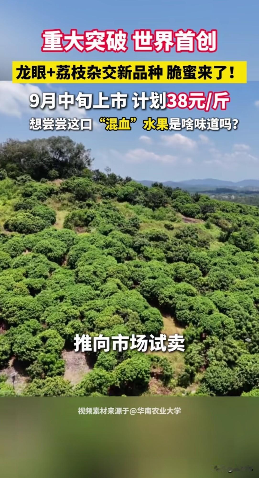 脆蜜——龙眼和荔枝的杂交，38元/斤！
石峡龙眼为父，
怀石荔枝为母，
果皮似龙