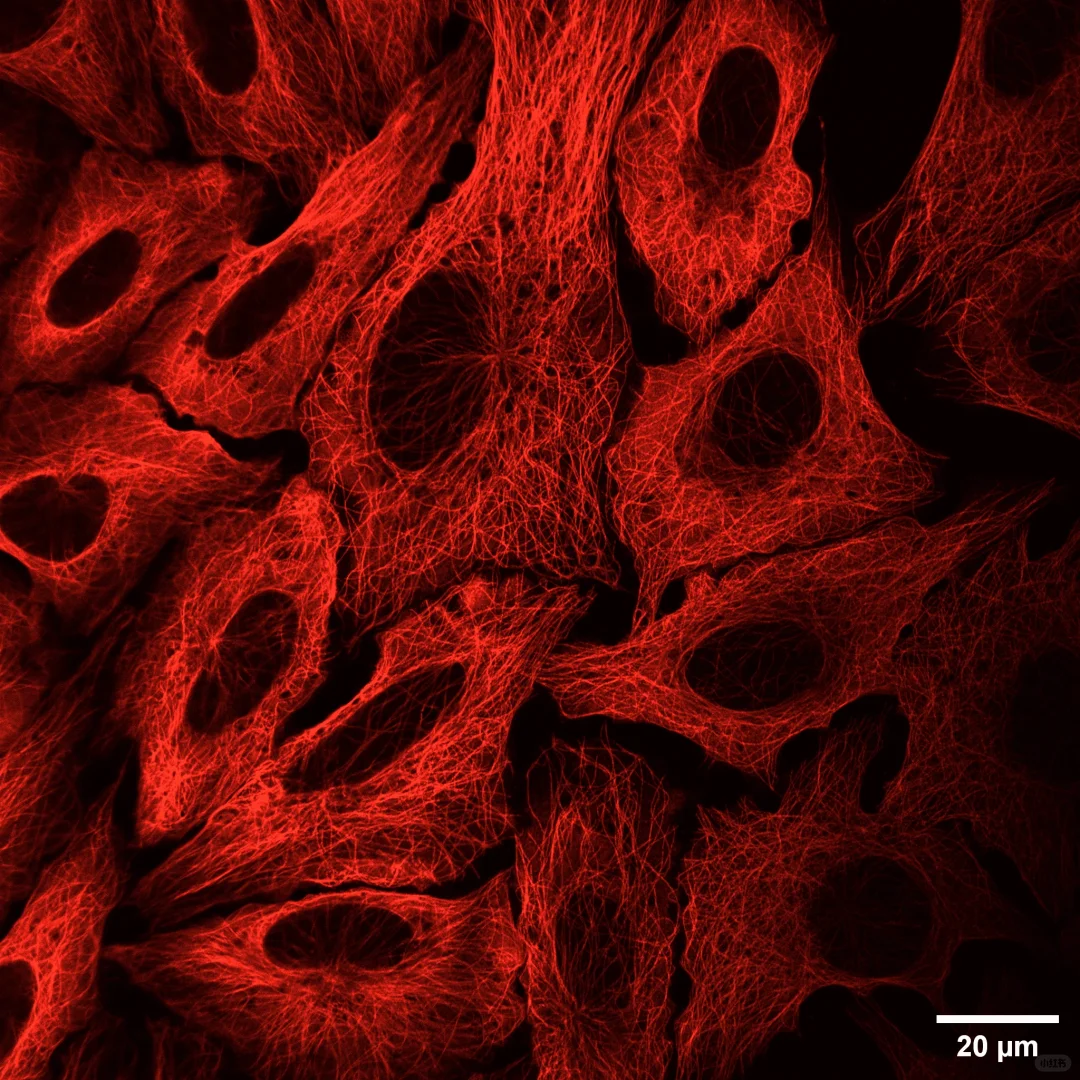 细胞骨架Tubulin（固定细胞共聚焦版）