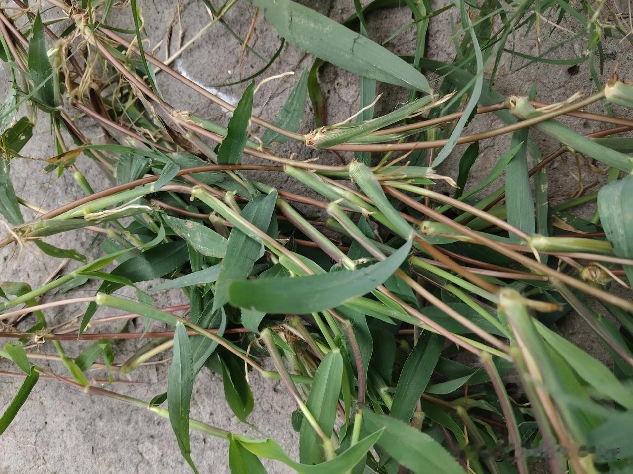 这是一种农田里的恶性杂草，被我们称作铁线草。哪里的伙伴称它为绊根草、狗牙草？

