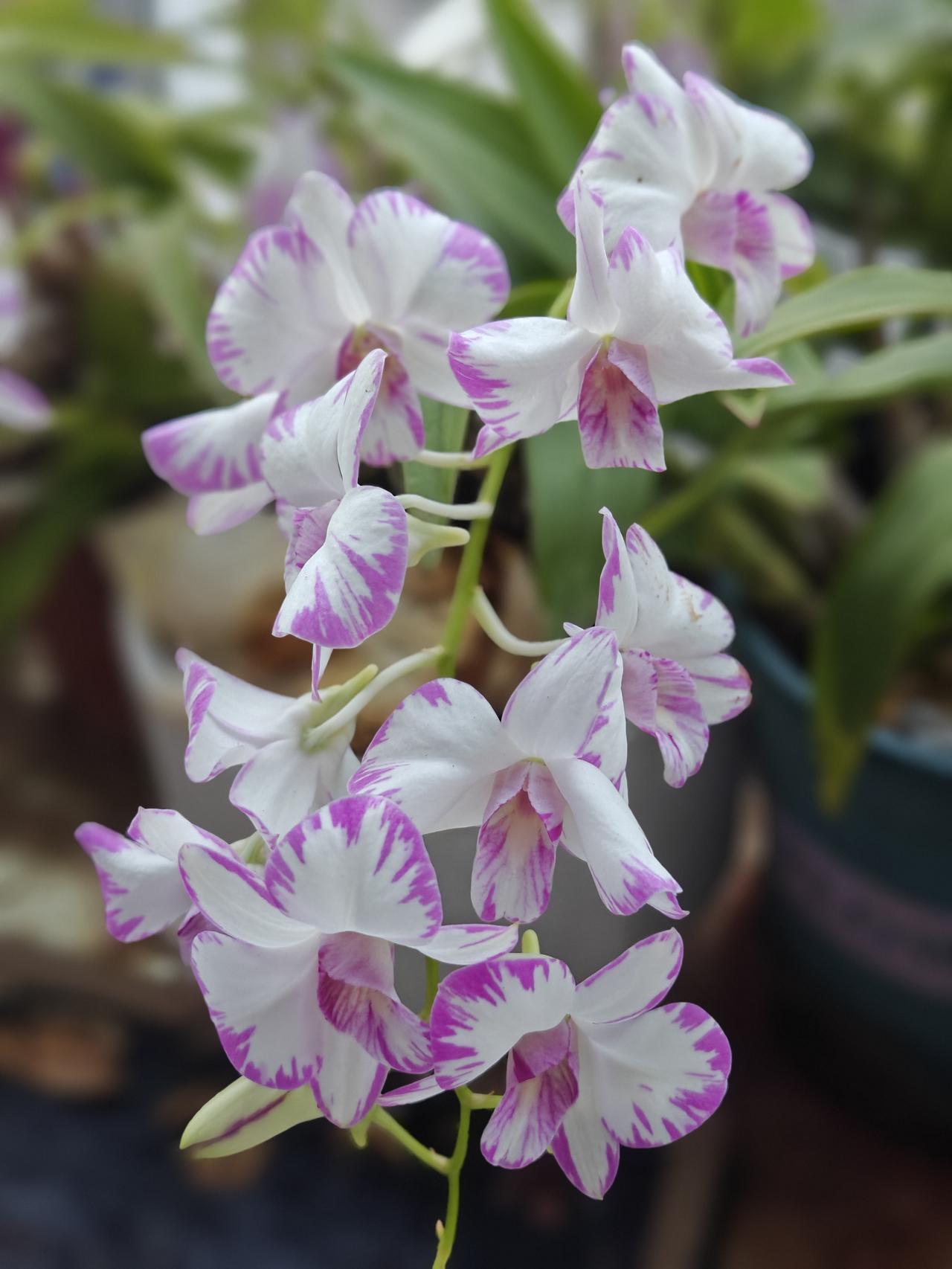 大胆的不论生熟，小胆的怕生不怕熟