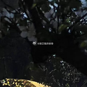 少女背着包袱，沿着山路一步步往下走。走到宗门外的那棵老槐树下时，她停下来，回头看