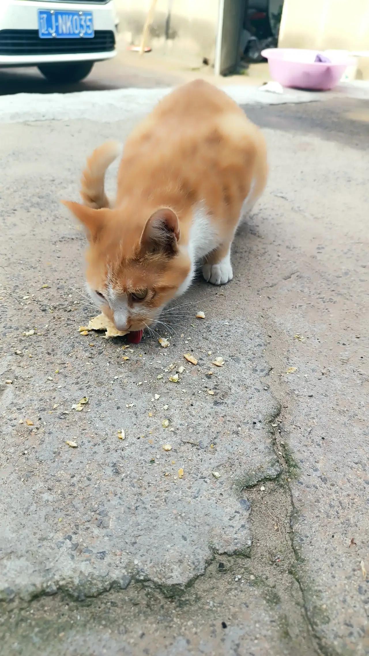二嫂刚刚给我打来电话，说家里的四只猫昨晚死了三只，只剩小黄了。可能是昨晚吃了别人
