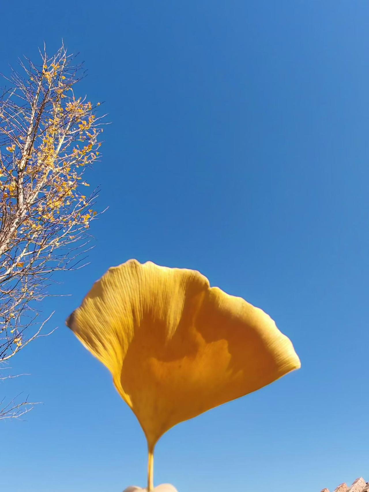 走着走着，2025年已接近尾声了，
生活无论好坏，走过的都是岁月，
路过的都是风