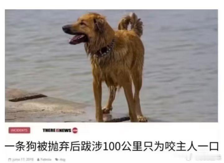 see鱼味什么时候不敷衍我，不骂我，不让我滚，不扣我问号，就是真正的长大了 