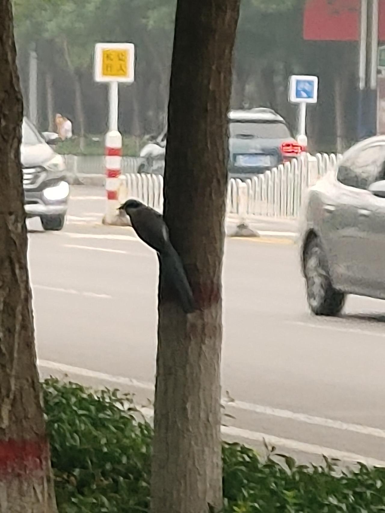 冬日生活打卡季路边报喜