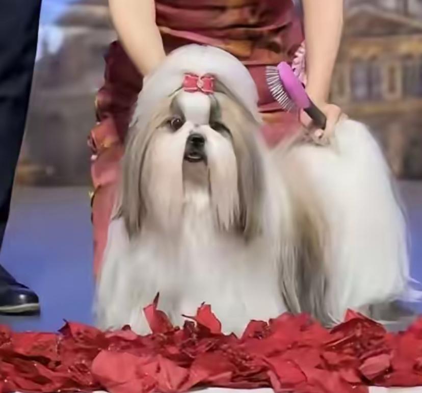 怎样培养一只狗拿“世界冠军”呢
第一得血统纯正
哪怕是国外不认的西施犬，在国内买